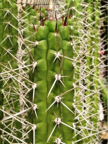 Rauhocereus_riosaniensis